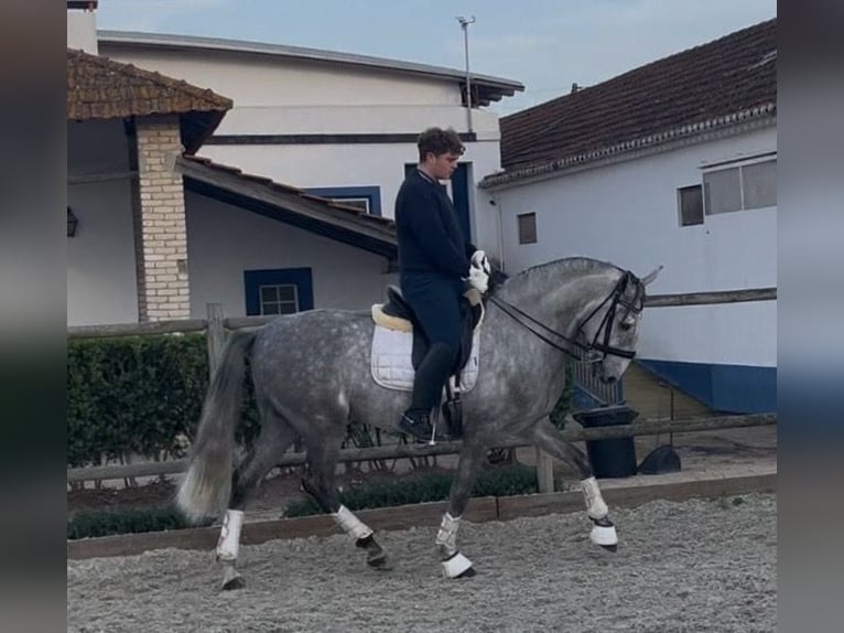 Lusitano Castrone 8 Anni 161 cm Grigio in Mouriscas