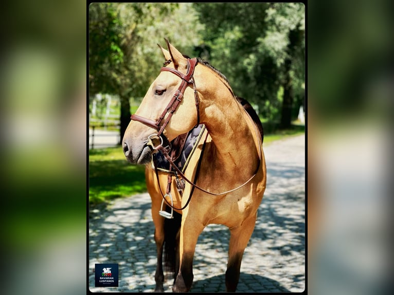 Lusitano Castrone 8 Anni 162 cm Falbo in Soyen