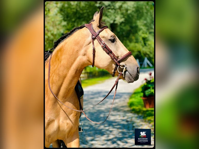 Lusitano Castrone 8 Anni 162 cm Falbo in Soyen