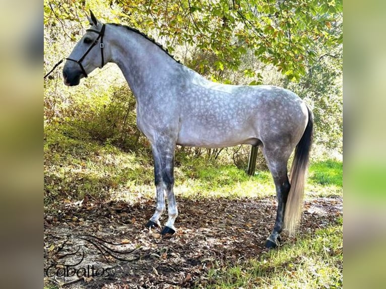 Lusitano Castrone 8 Anni 163 cm Grigio in Galicien