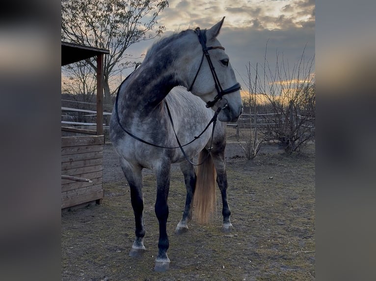 Lusitano Castrone 8 Anni 164 cm Grigio in Wien, Donaustadt