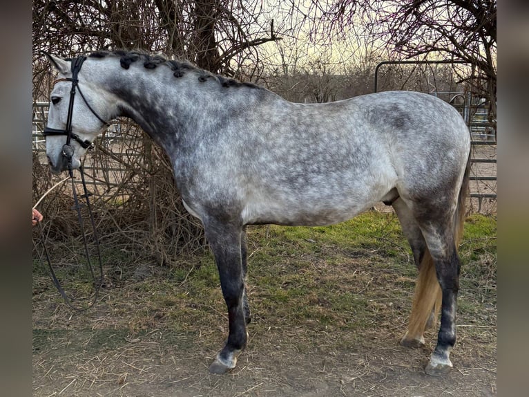 Lusitano Castrone 8 Anni 164 cm Grigio in Wien, Donaustadt