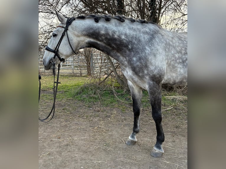 Lusitano Castrone 8 Anni 164 cm Grigio in Wien, Donaustadt