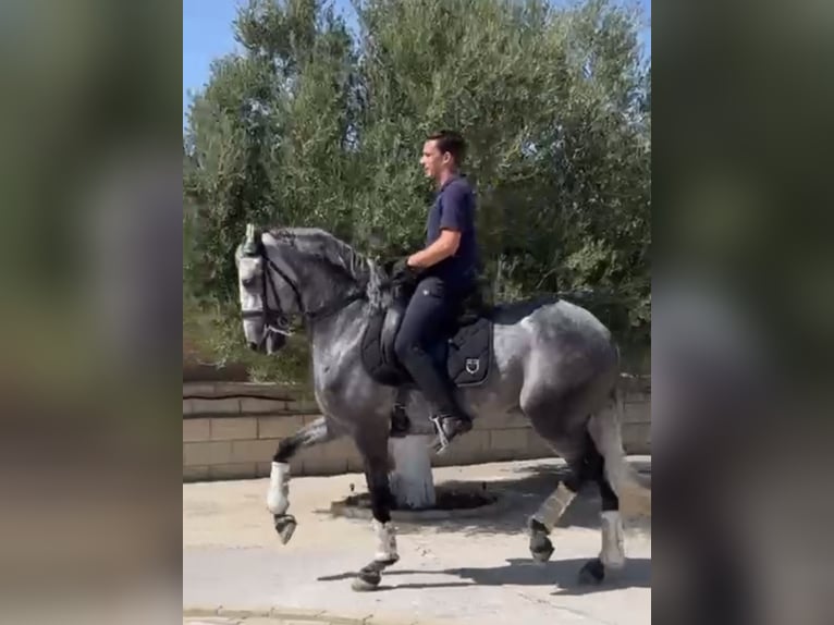 Lusitano Castrone 8 Anni 164 cm Grigio in Coín, Málaga
