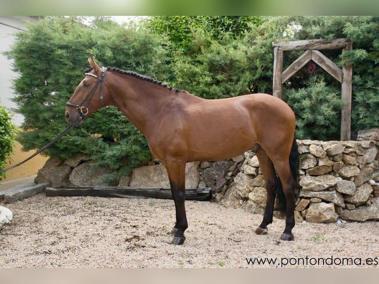 Lusitano Castrone 8 Anni 165 cm Baio ciliegia in Espirdo