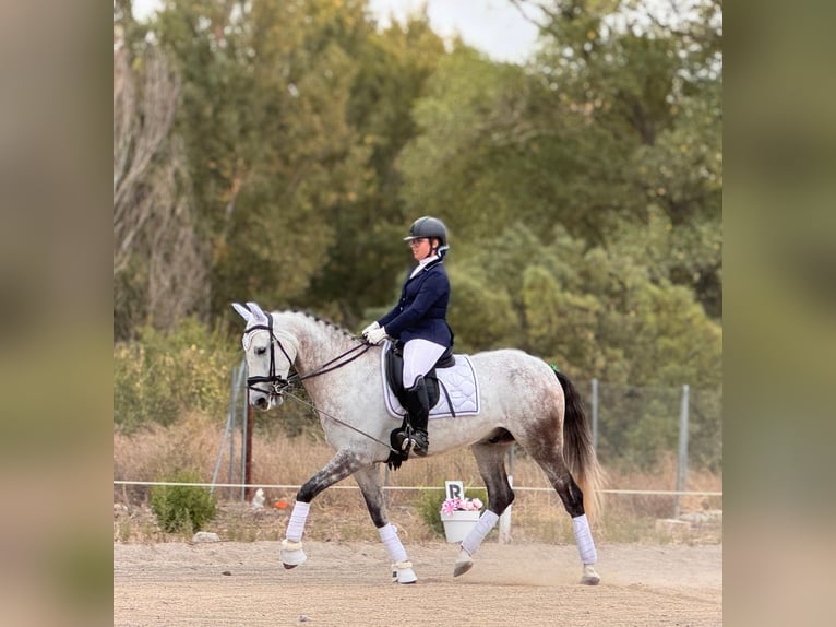Lusitano Mix Castrone 8 Anni 165 cm Grigio pezzato in Griñon