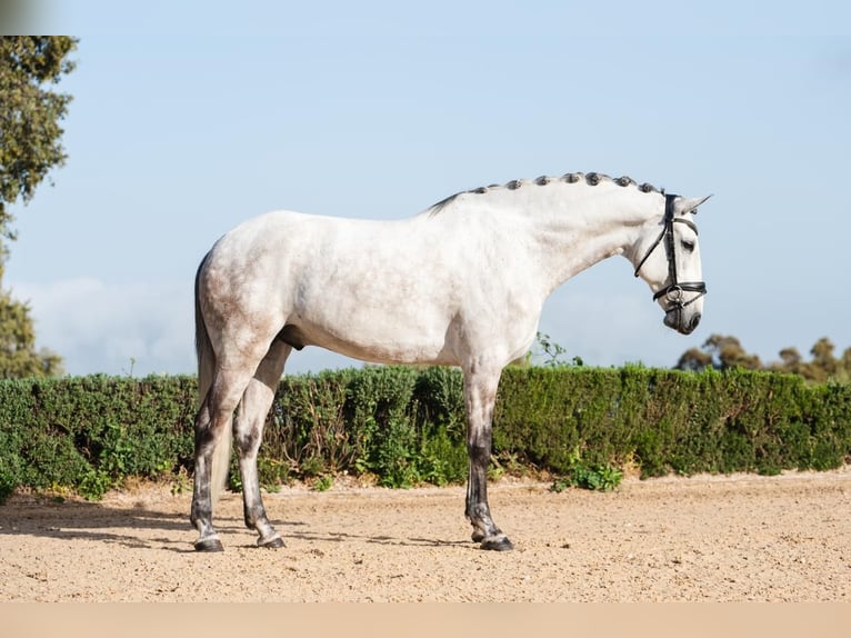 Lusitano Castrone 8 Anni 165 cm Grigio rossastro in Montecorto