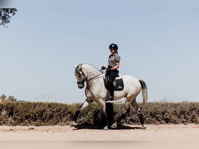 Lusitano Castrone 8 Anni 165 cm Grigio rossastro in Montecorto