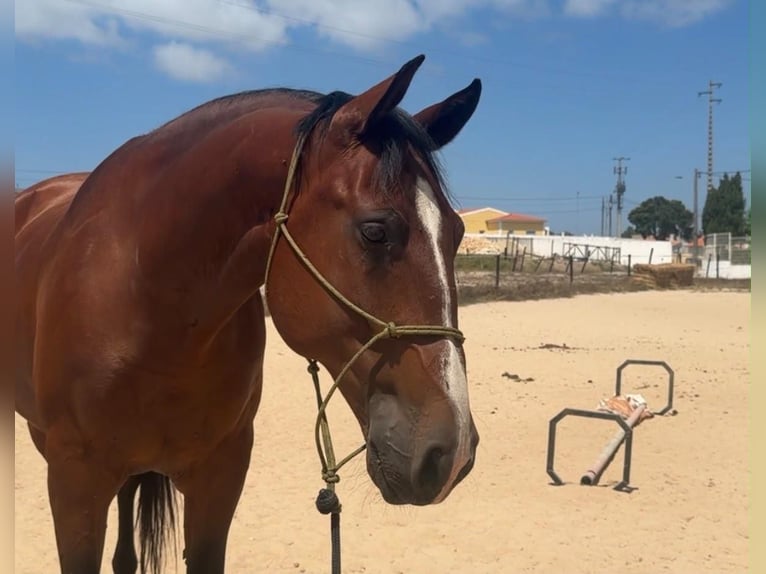 Lusitano Mix Castrone 8 Anni 166 cm Baio in Caldas da Rainha