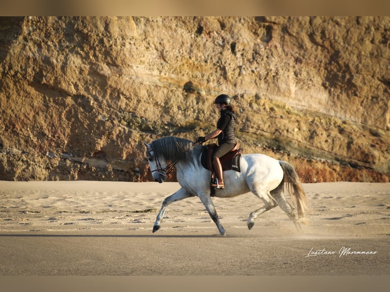 Lusitano Castrone 8 Anni 166 cm Grigio in Rio Major