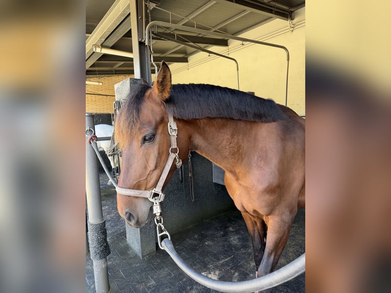 Lusitano Mix Castrone 8 Anni 167 cm Baio in Barcelona