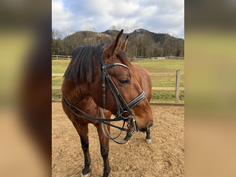 Lusitano Castrone 8 Anni 168 cm Baio in Lenggries