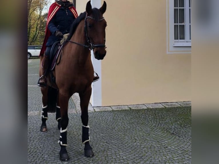 Lusitano Castrone 8 Anni 168 cm Baio in Lenggries