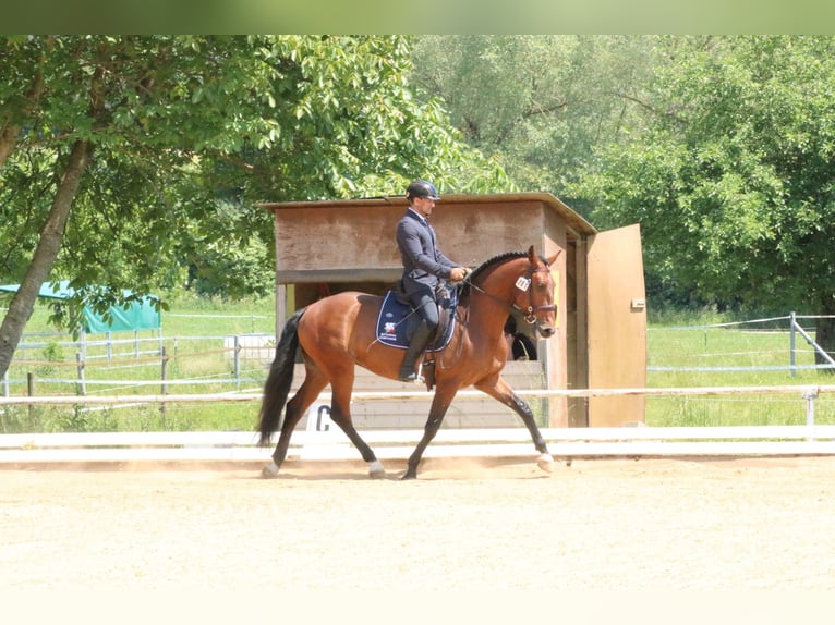 Lusitano Castrone 8 Anni 168 cm Baio in Pfullingen