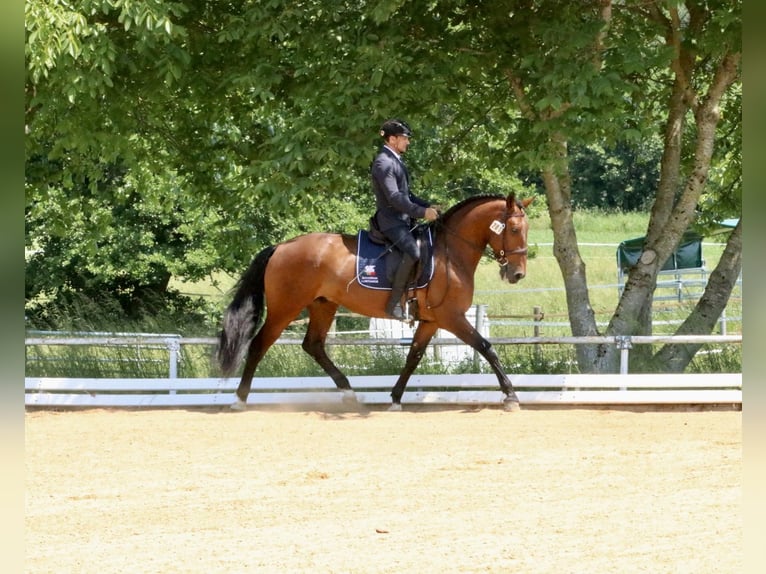 Lusitano Castrone 8 Anni 168 cm Baio in Pfullingen