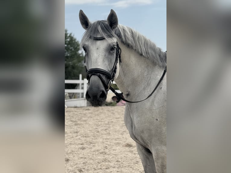 Lusitano Castrone 8 Anni 170 cm Grigio in Seon