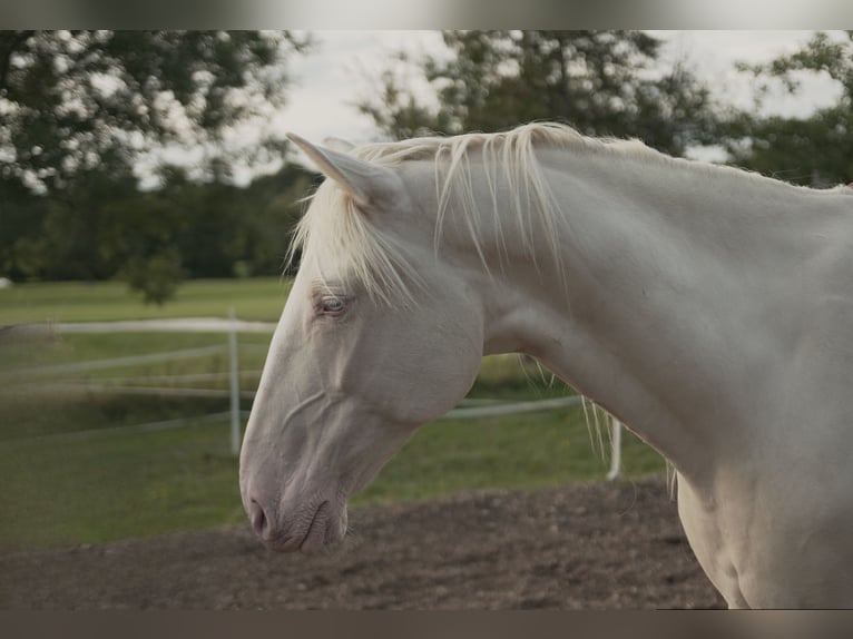 Lusitano Mix Castrone 8 Anni 172 cm Cremello in Straßlach-Dingharting