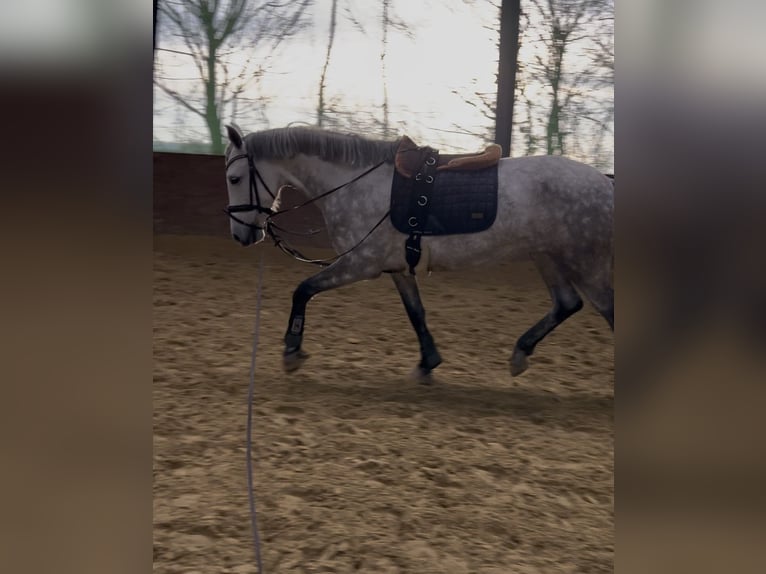 Lusitano Castrone 8 Anni in Pulheim