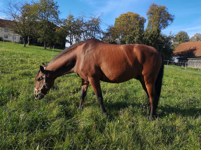 Lusitano Castrone 9 Anni 150 cm Baio in Kastl