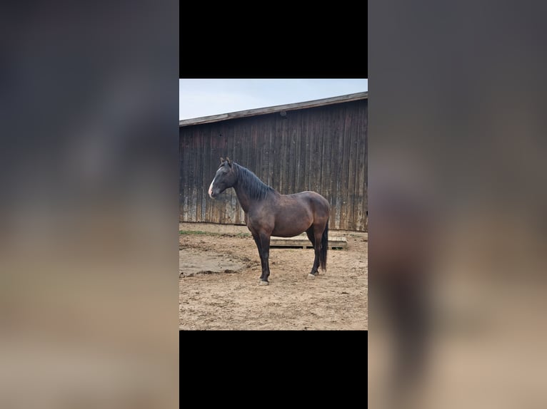 Lusitano Mix Castrone 9 Anni 155 cm in Weiterswiller