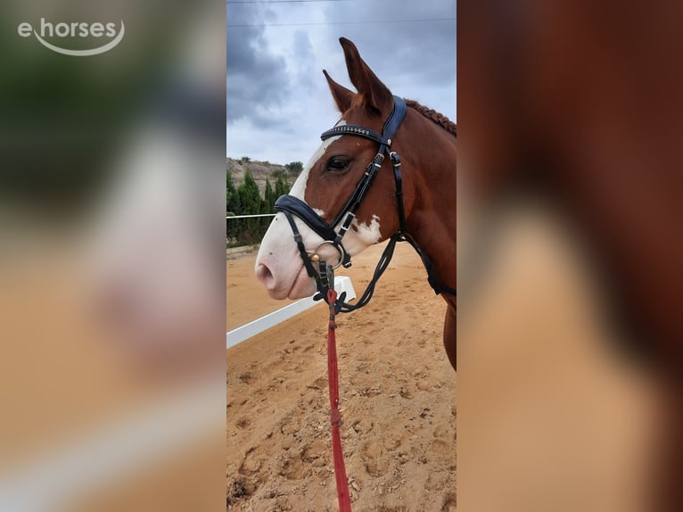 Lusitano Mix Castrone 9 Anni 155 cm Sauro in Alicante/Alacant