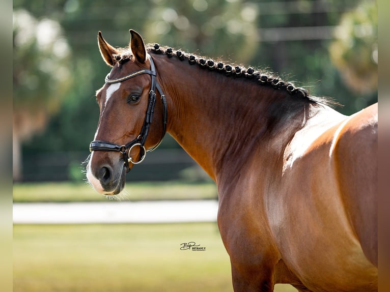 Lusitano Castrone 9 Anni 158 cm Baio ciliegia in Loxahatchee, FL