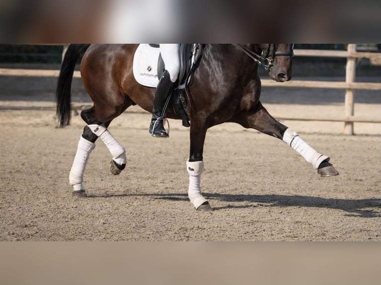 Lusitano Castrone 9 Anni 160 cm Baio in Talarrubias