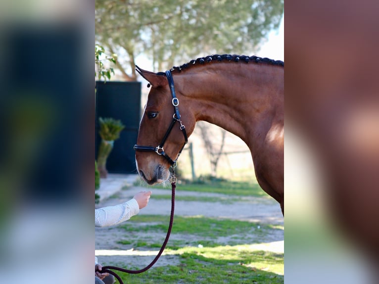Lusitano Castrone 9 Anni 163 cm Baio chiaro in Asten