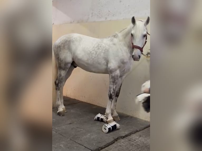Lusitano Castrone 9 Anni 163 cm Grigio in Trofa