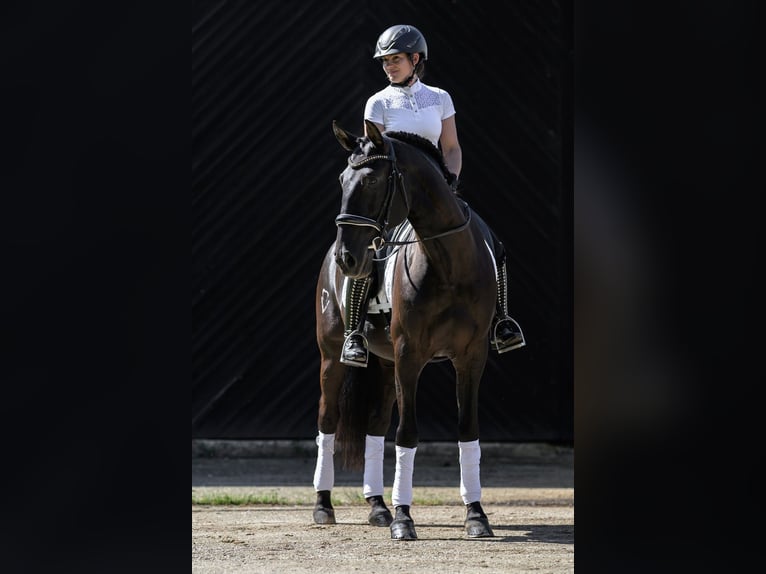 Lusitano Castrone 9 Anni 163 cm Morello in Jülich
