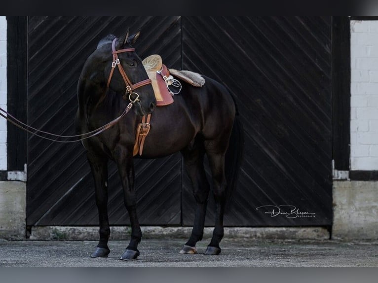 Lusitano Castrone 9 Anni 163 cm Morello in Jülich