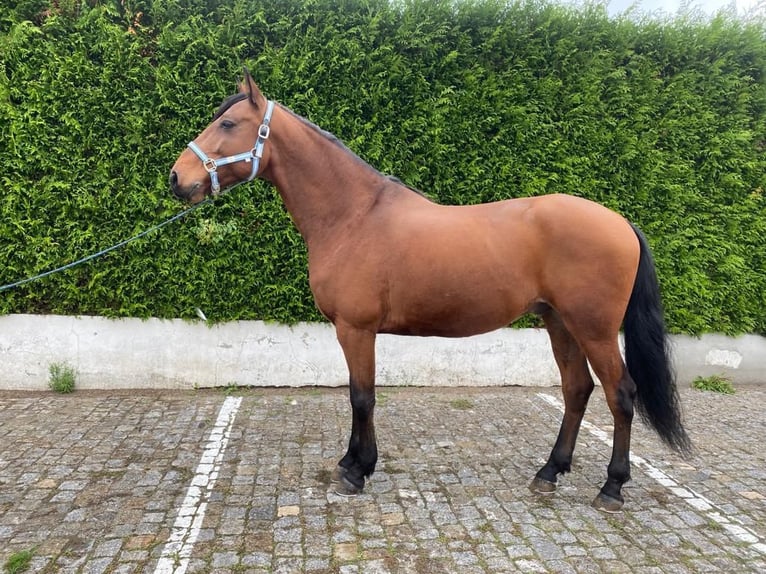 Lusitano Castrone 9 Anni 163 cm Sauro in Leiria