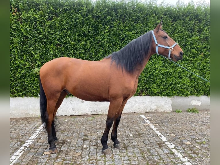 Lusitano Castrone 9 Anni 163 cm Sauro in Leiria