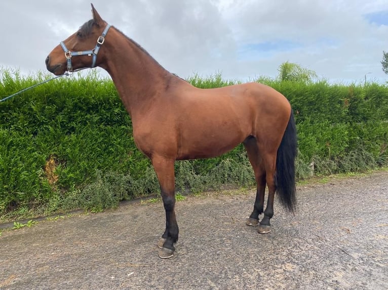 Lusitano Castrone 9 Anni 163 cm Sauro in Leiria