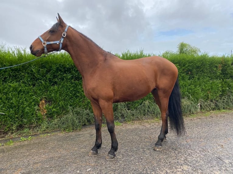 Lusitano Castrone 9 Anni 163 cm Sauro in Leiria