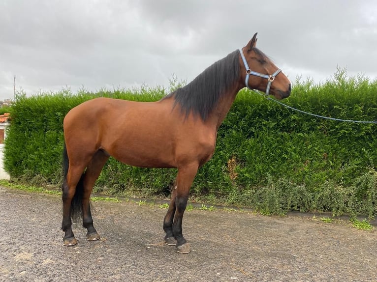 Lusitano Castrone 9 Anni 163 cm Sauro in Leiria