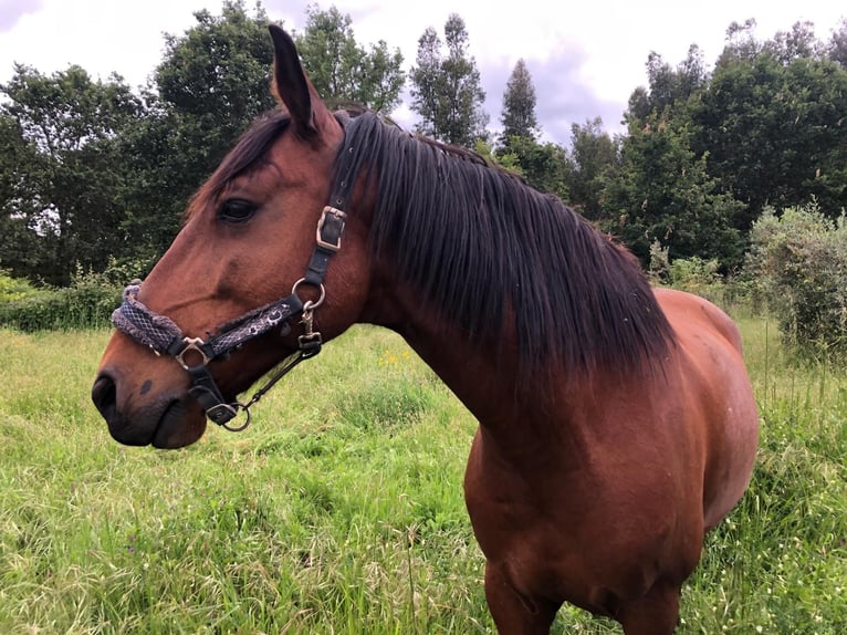 Lusitano Castrone 9 Anni 163 cm Sauro in Leiria