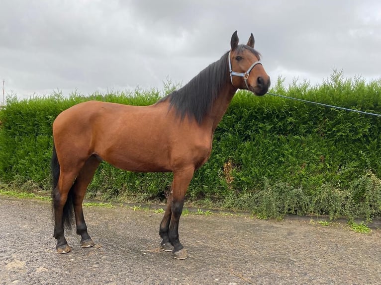 Lusitano Castrone 9 Anni 163 cm Sauro in Leiria