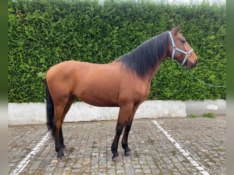 Lusitano Castrone 9 Anni 163 cm Sauro in Leiria