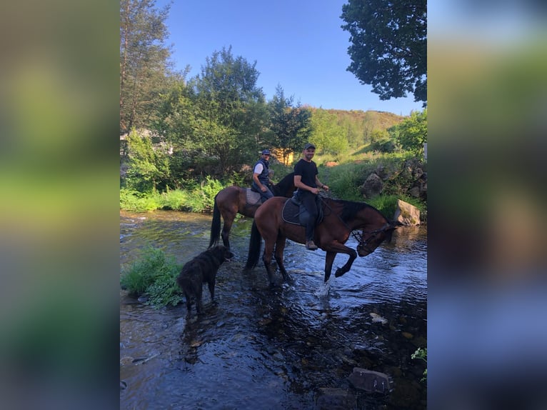 Lusitano Castrone 9 Anni 163 cm Sauro in Leiria