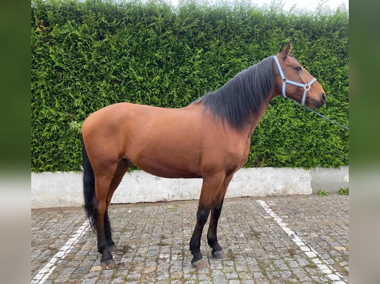 Lusitano Castrone 9 Anni 163 cm Sauro in Leiria