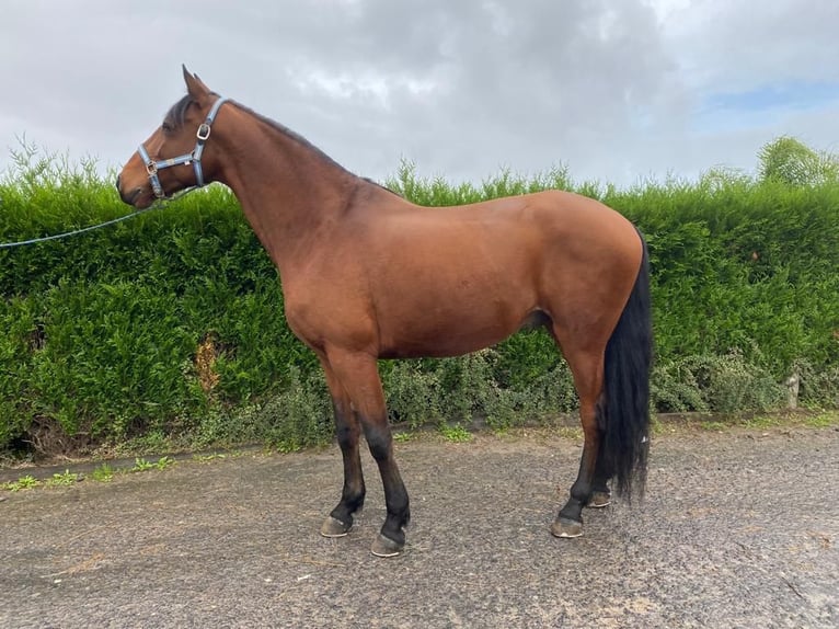 Lusitano Castrone 9 Anni 163 cm Sauro in Leiria