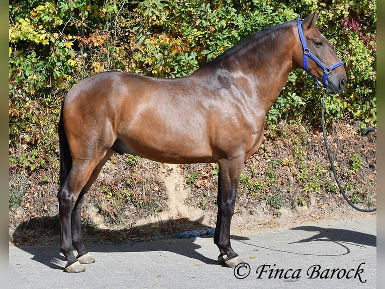 Lusitano Castrone 9 Anni 164 cm Baio in Wiebelsheim