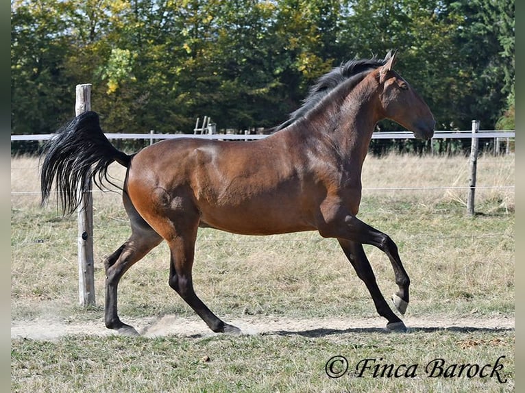Lusitano Castrone 9 Anni 164 cm Baio in Wiebelsheim
