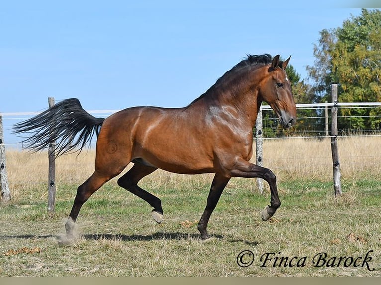 Lusitano Castrone 9 Anni 164 cm Baio in Wiebelsheim