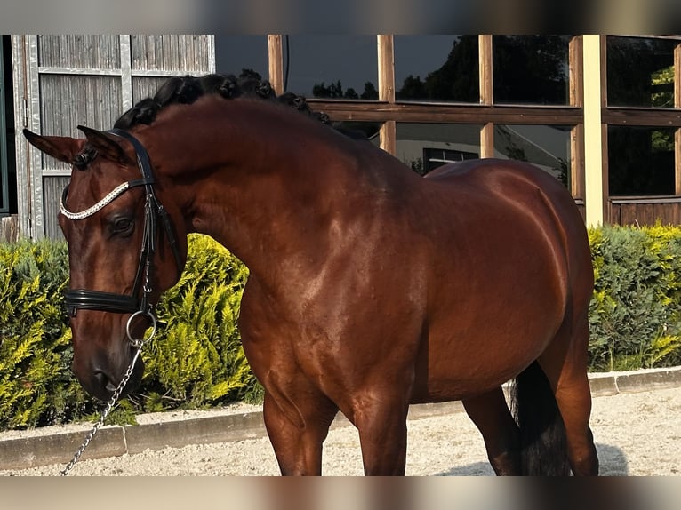 Lusitano Castrone 9 Anni 164 cm Baio in Thyrow