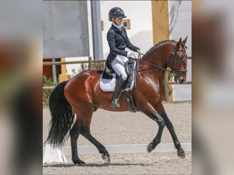 Lusitano Castrone 9 Anni 164 cm Baio ciliegia in Pavia