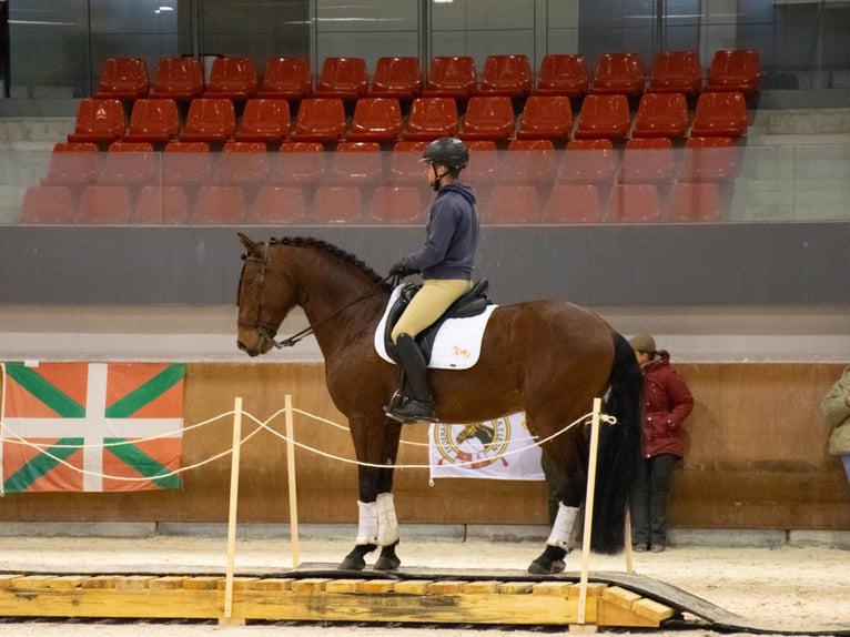 Lusitano Castrone 9 Anni 164 cm Baio in Tizneros