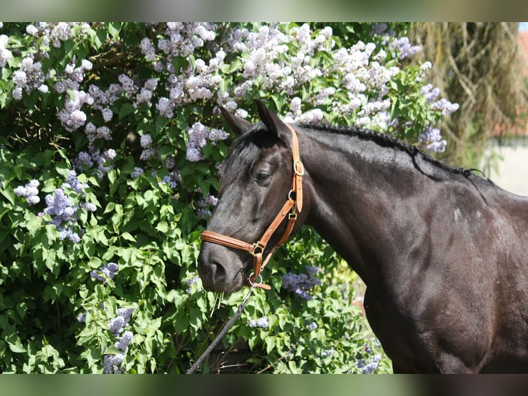 Lusitano Castrone 9 Anni 164 cm Morello in Ingolstadt