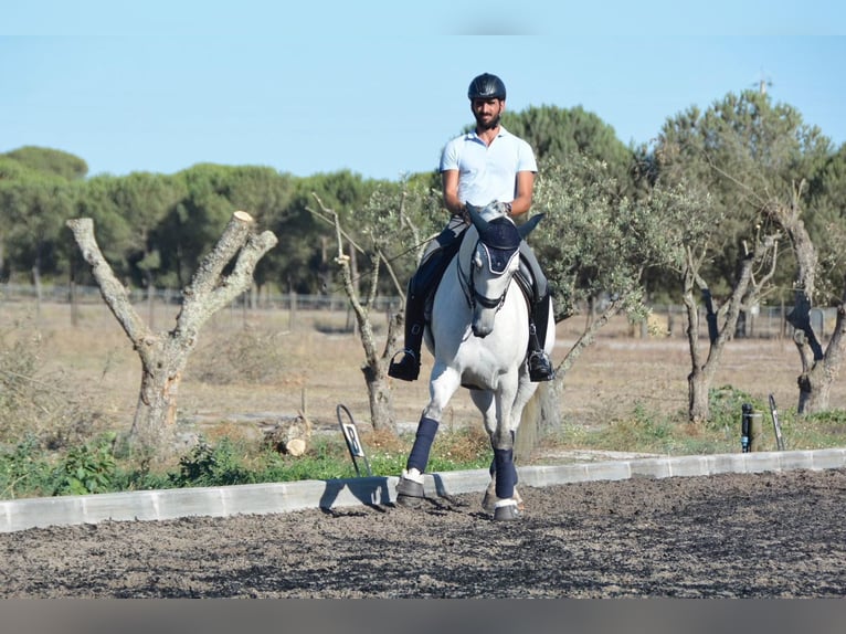 Lusitano Castrone 9 Anni 165 cm Grigio in Agua Derramada